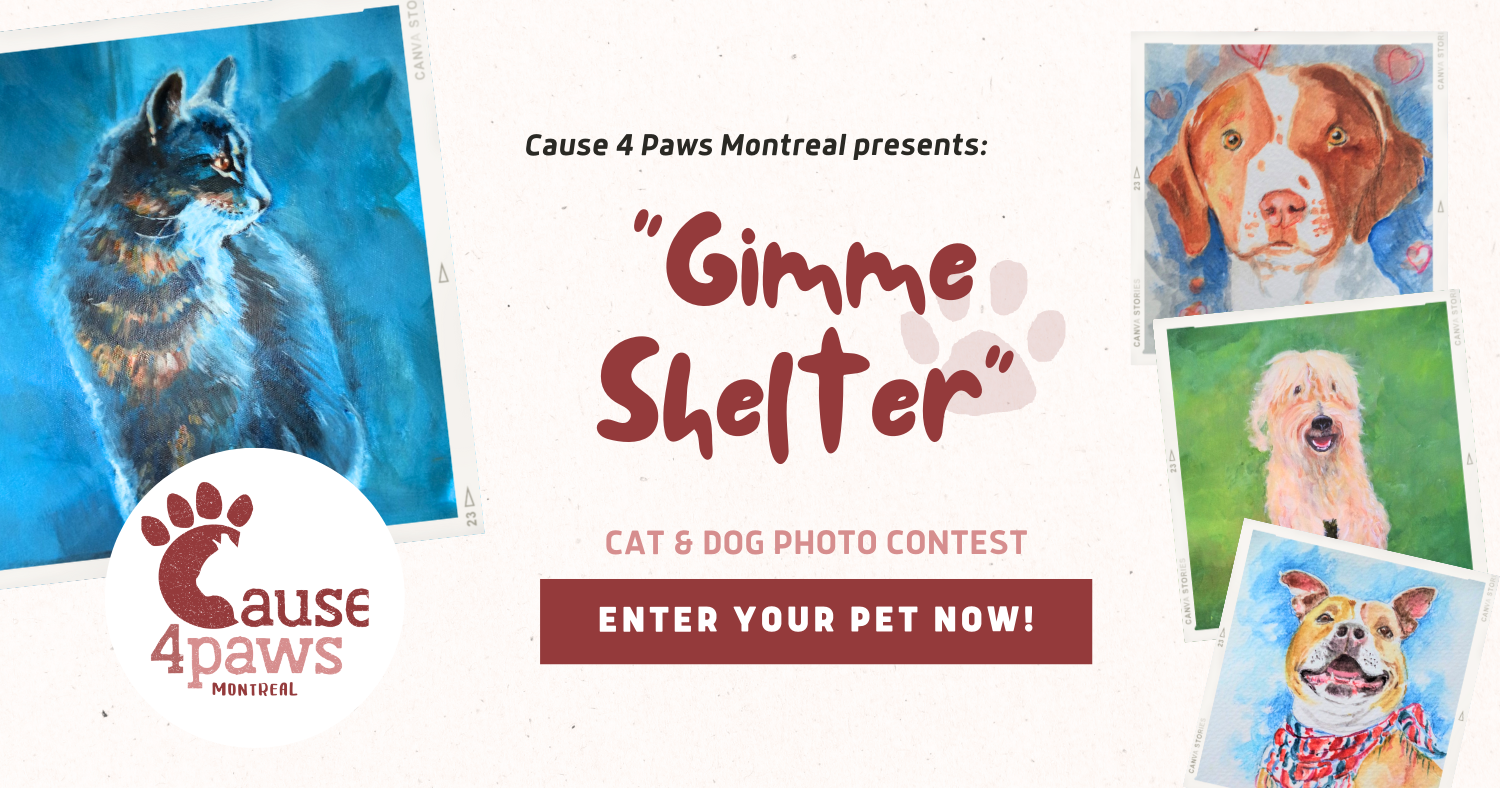 Cause 4 Paws Cat Rescue Gimme Shelter Cat And Dog Photo Contest cause-4-paws-cat-rescue-gimme-shelter-cat-and-dog-photo-contest