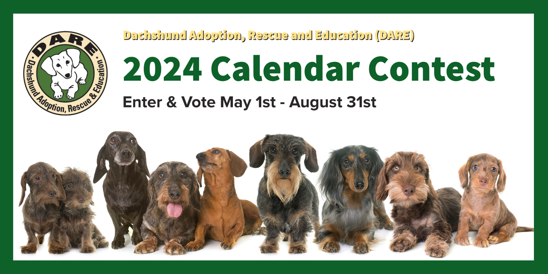 Dachshund Adoption Rescue and Education (DARE) 2024 Dachshund