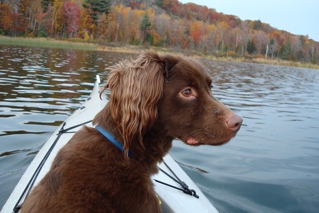 Stymie on Teal Lake