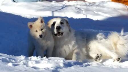 Pickles Lynn Marie and Lupo Blanca