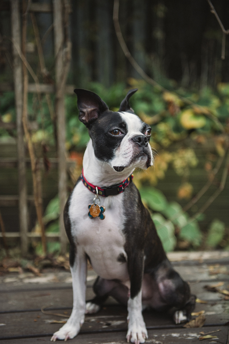 Beau