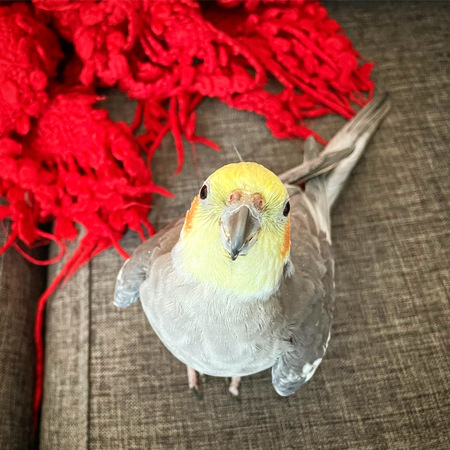 Buddy The Birdy