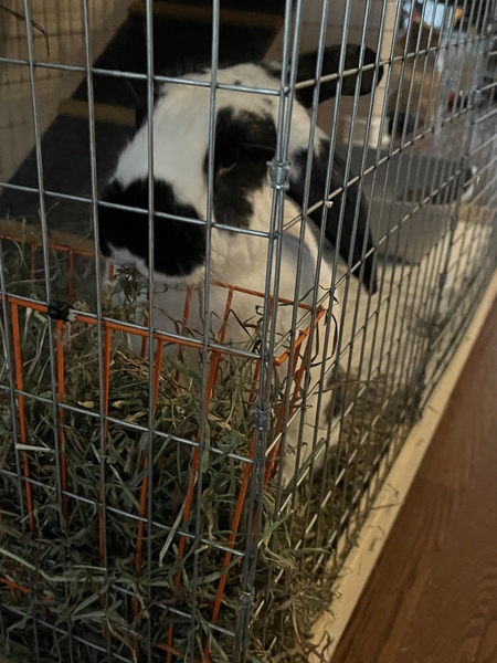 Oreo