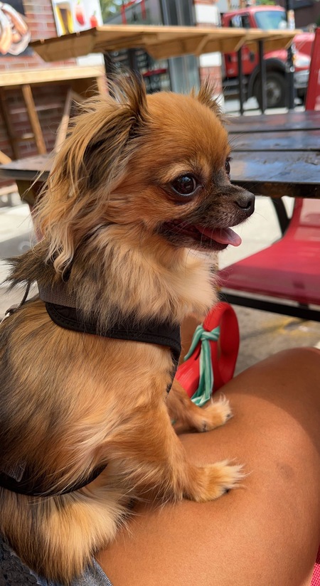 Chico