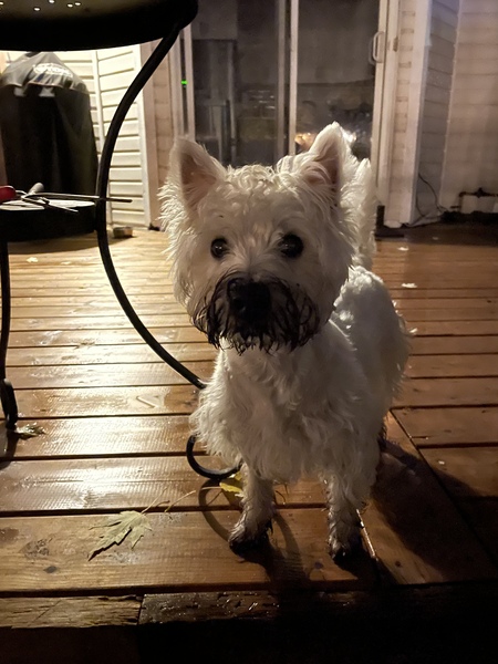 Ellie The Westie