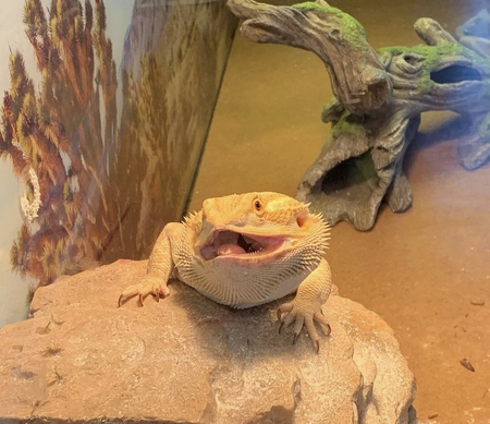 Bowser