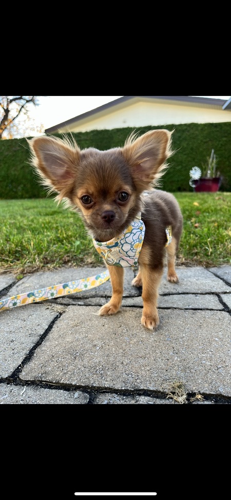 Mika
