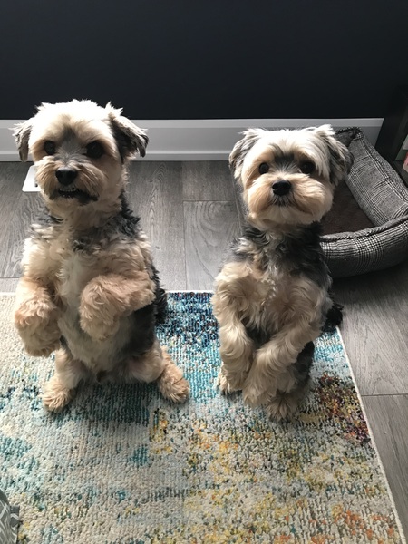 Stanley and Enzo