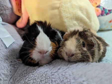 Blossom & Ariel