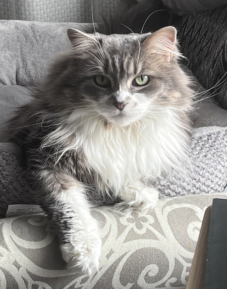 Piper