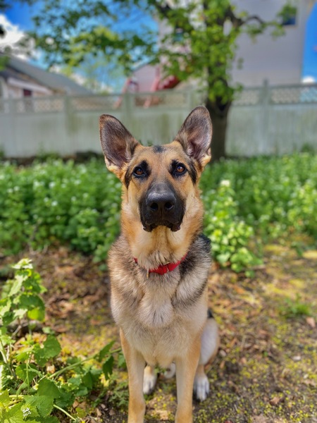 Dakota