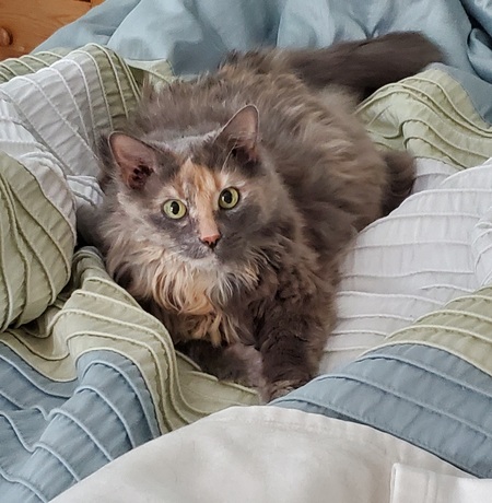 Stella Bella