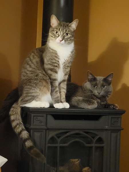 Wolfie & Wyatt