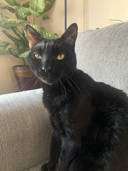 Pepper