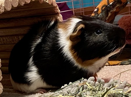 Toby 