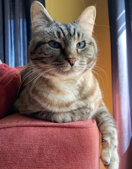 Gracie