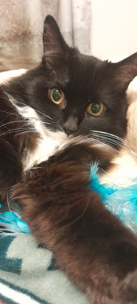 Miss Noodles
