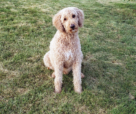 Dillon