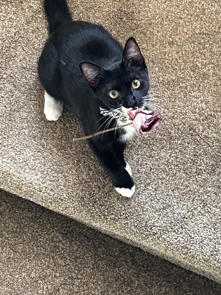 Sylvester