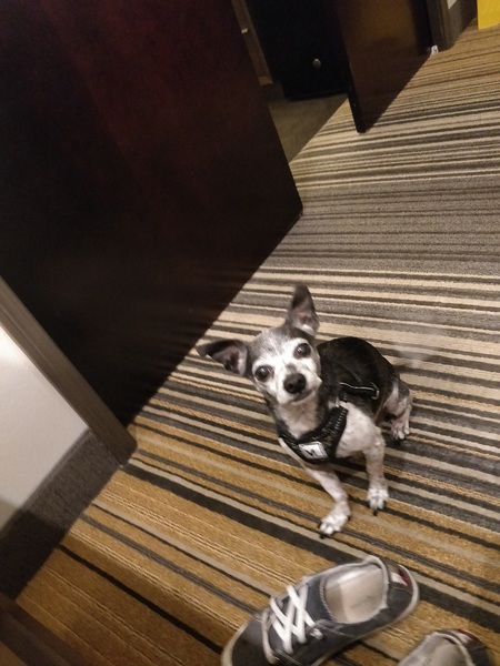 Gizmo