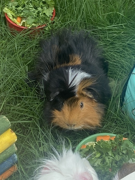 Gizmo