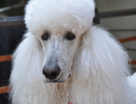 Mica