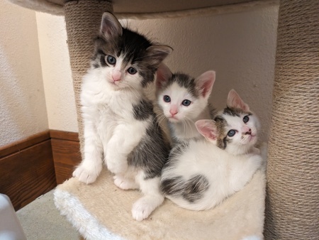 Kami, Joey and Maya