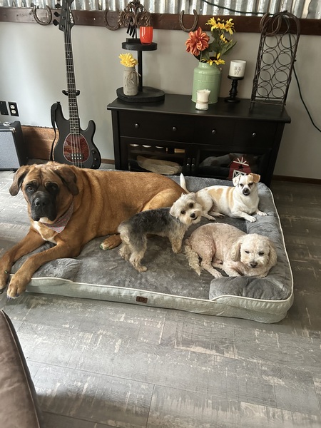 Maggie, Jax, Jasper and Monkey