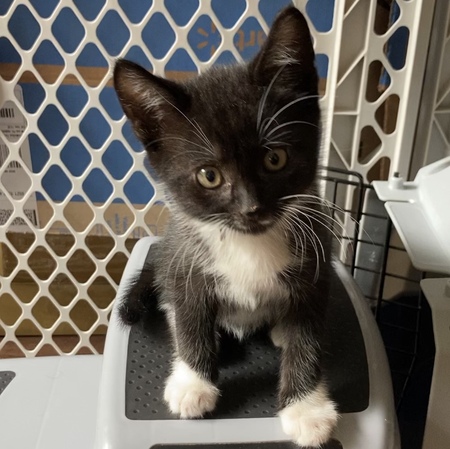 Coco