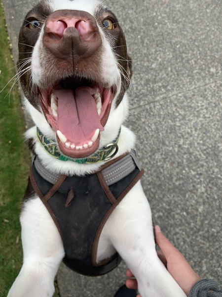 Winston