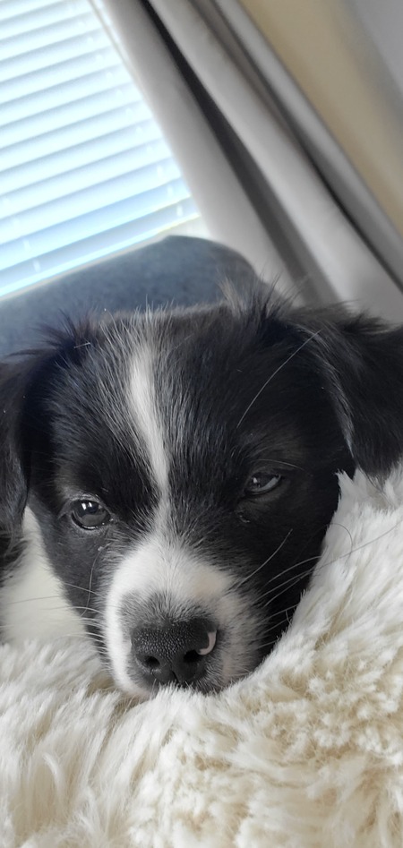 Bandit