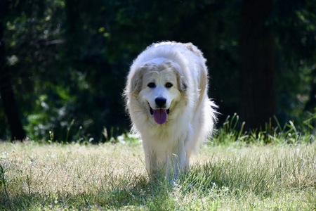 Asha