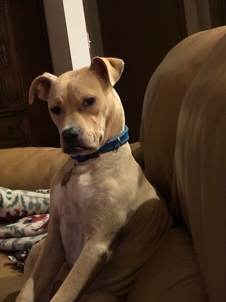 Scooby-Doo