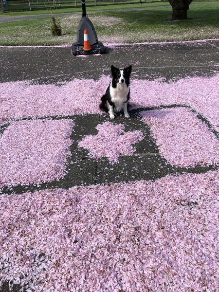 Kali