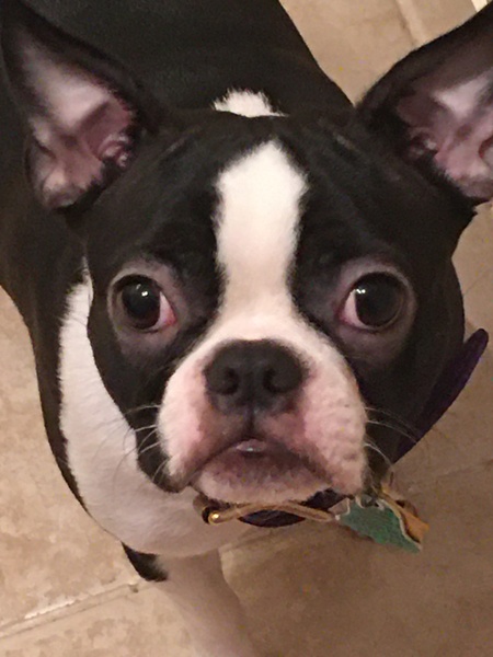 Gracie 