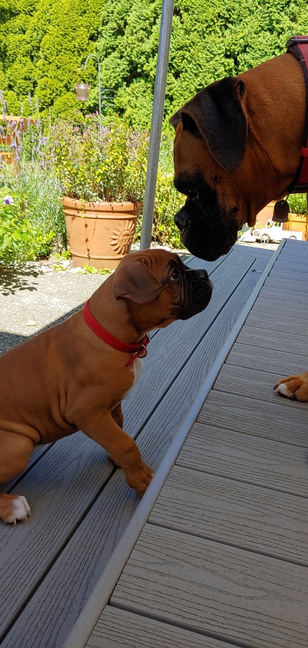 Knute (puppy) & Gurkha