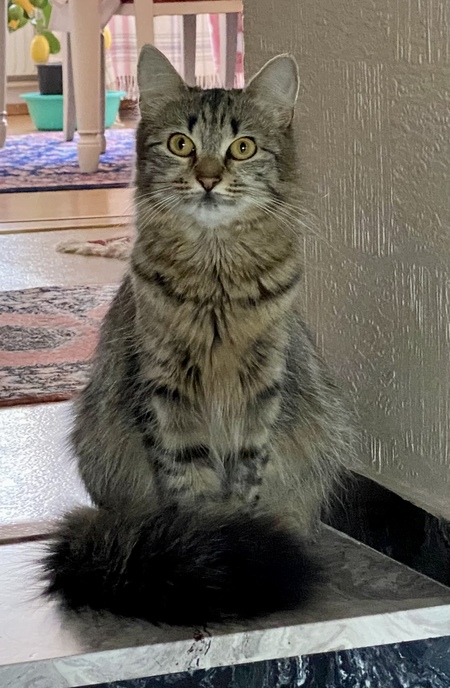 Gracie 
