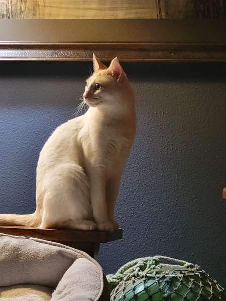 Elvis
