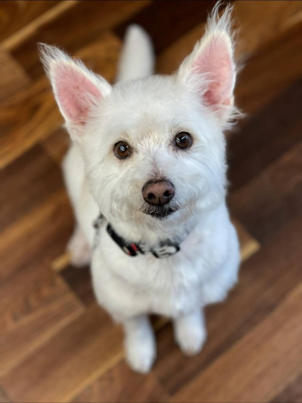 Vote for Fritz 2024 AVHS Pet Calendar Fundraiser Vote for Fritz 2024 AVHS Pet Calendar Fundraiser