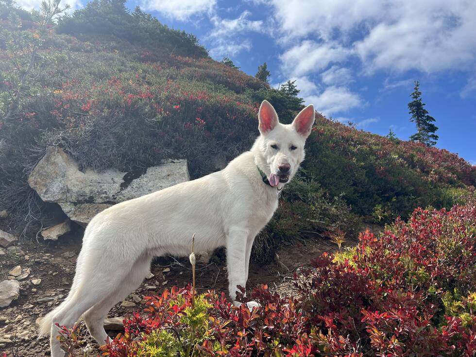 Vote for Frank 2024 AVHS Pet Calendar Fundraiser