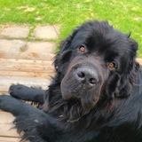 Entry image for Bluenose