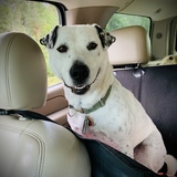 Entry image for Butters