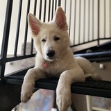 Entry image for Fenris