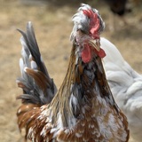 Entry image for Graham