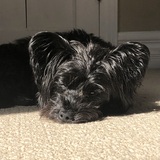 Entry image for Chewy