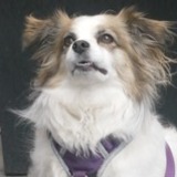 Entry image for Lhasa 