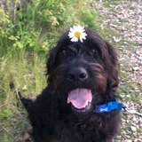 Entry image for Stanley