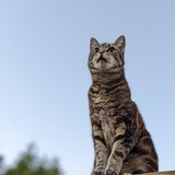 Entry image for Leda Sage