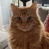 Entry image for Renly