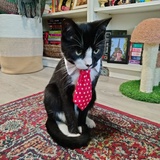 Entry image for Pete